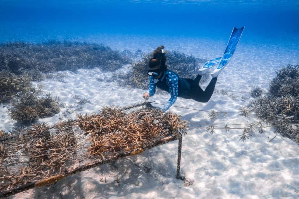 Ventive Hospitality’s Anantara Maldives and Naladhu marks major marine conservation milestone with 10,000th coral planted in the Maldives