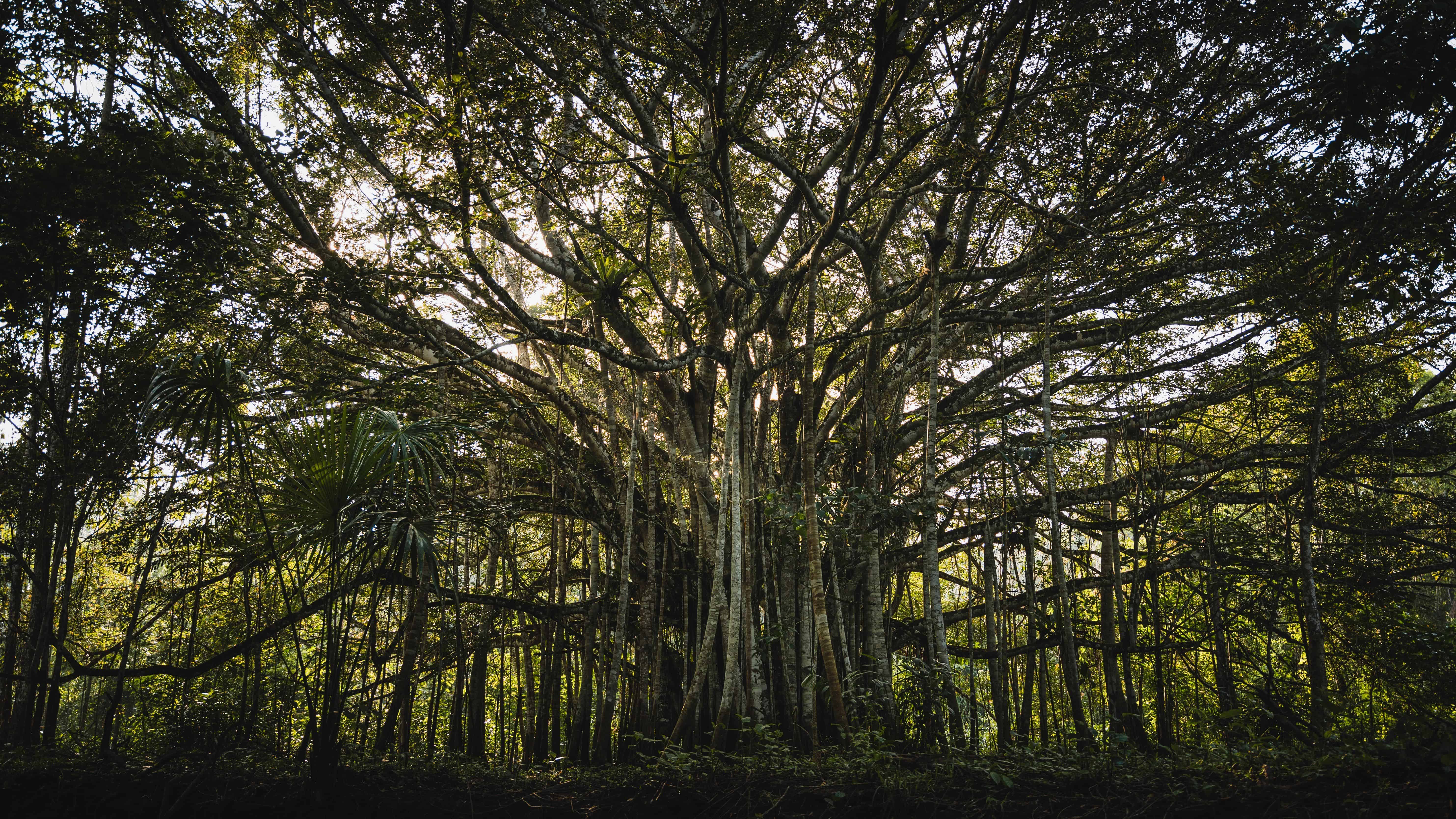 People valued the banyan through experience as much as symbolism. Image courtesy: Bill Salazar