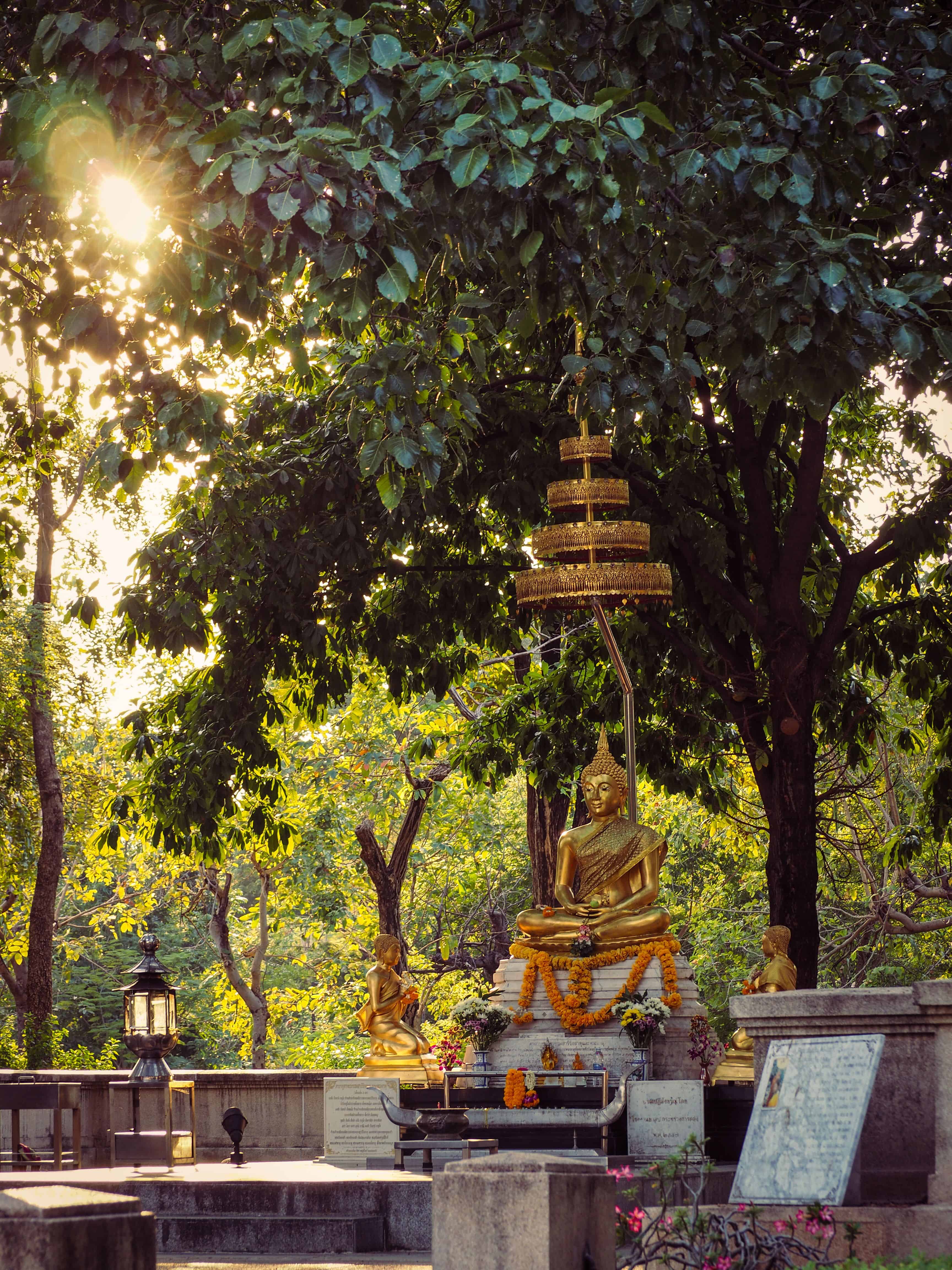 Banyan trees appears in a vital role in Buddhist narratives. Image courtesy: Paul Jakks