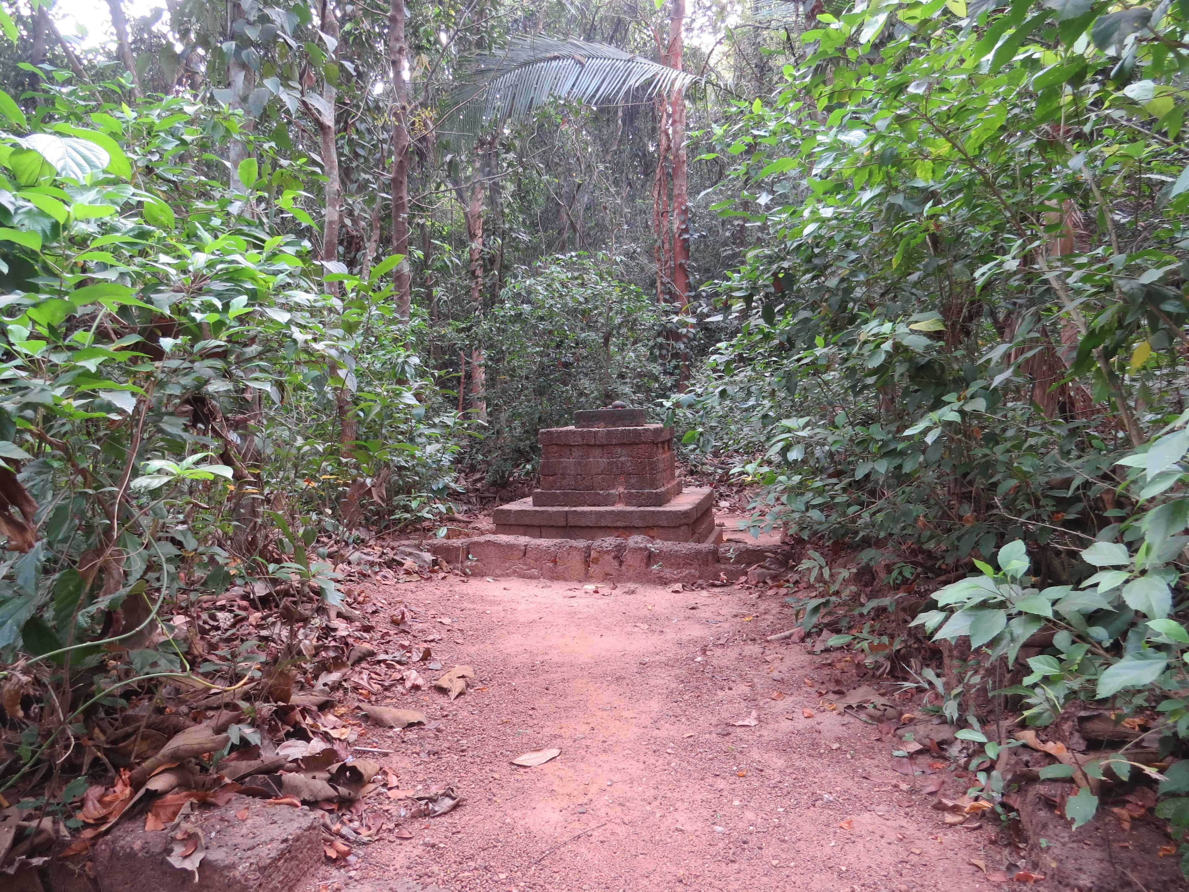 Sacred grove in Mayyil, Kerala. Image Courtesy: Wikimedia Commons