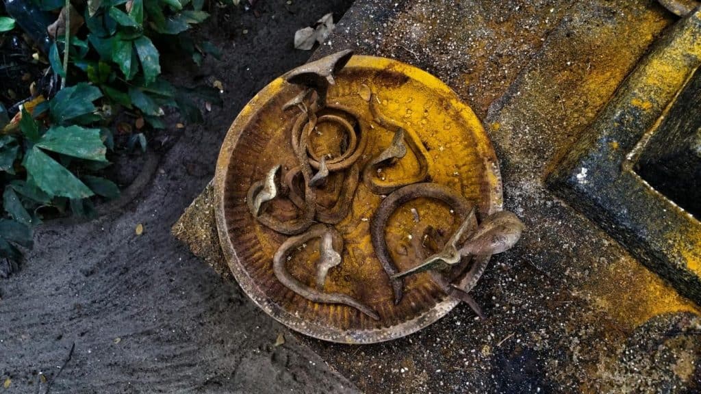 Sarpa Kavu in Kerala reflects a sacred groves traditions where serpent worship, biodiversity and community belief come together