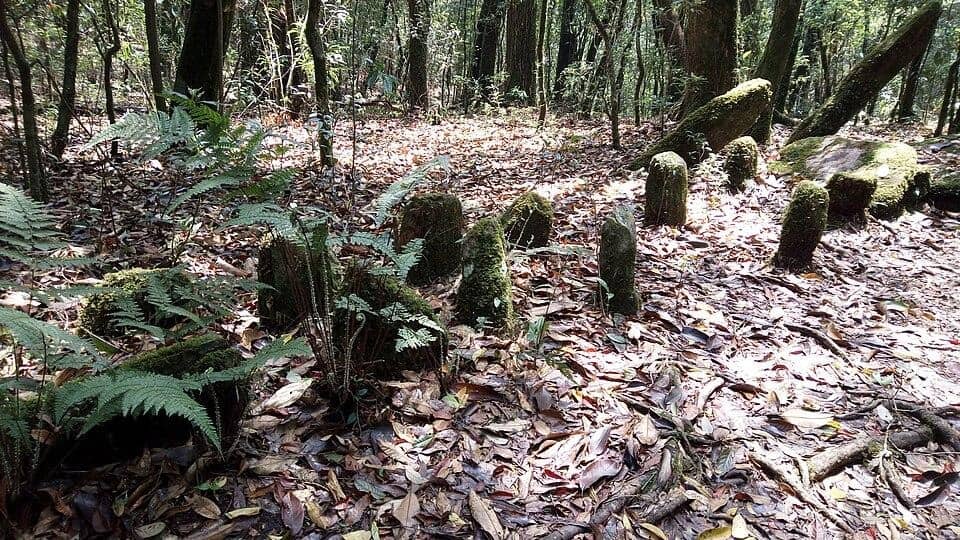 Mawphlang Sacred Groves. Image Courtesy: Wikimedia Commons