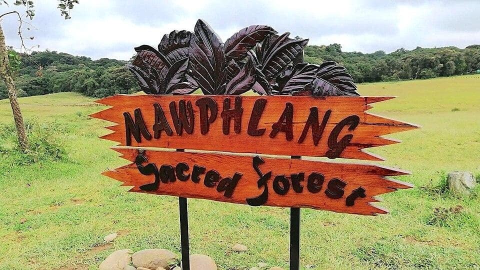 Mawphlang Sacred Forest of India. Image Courtesy: Wikimedia Commons
