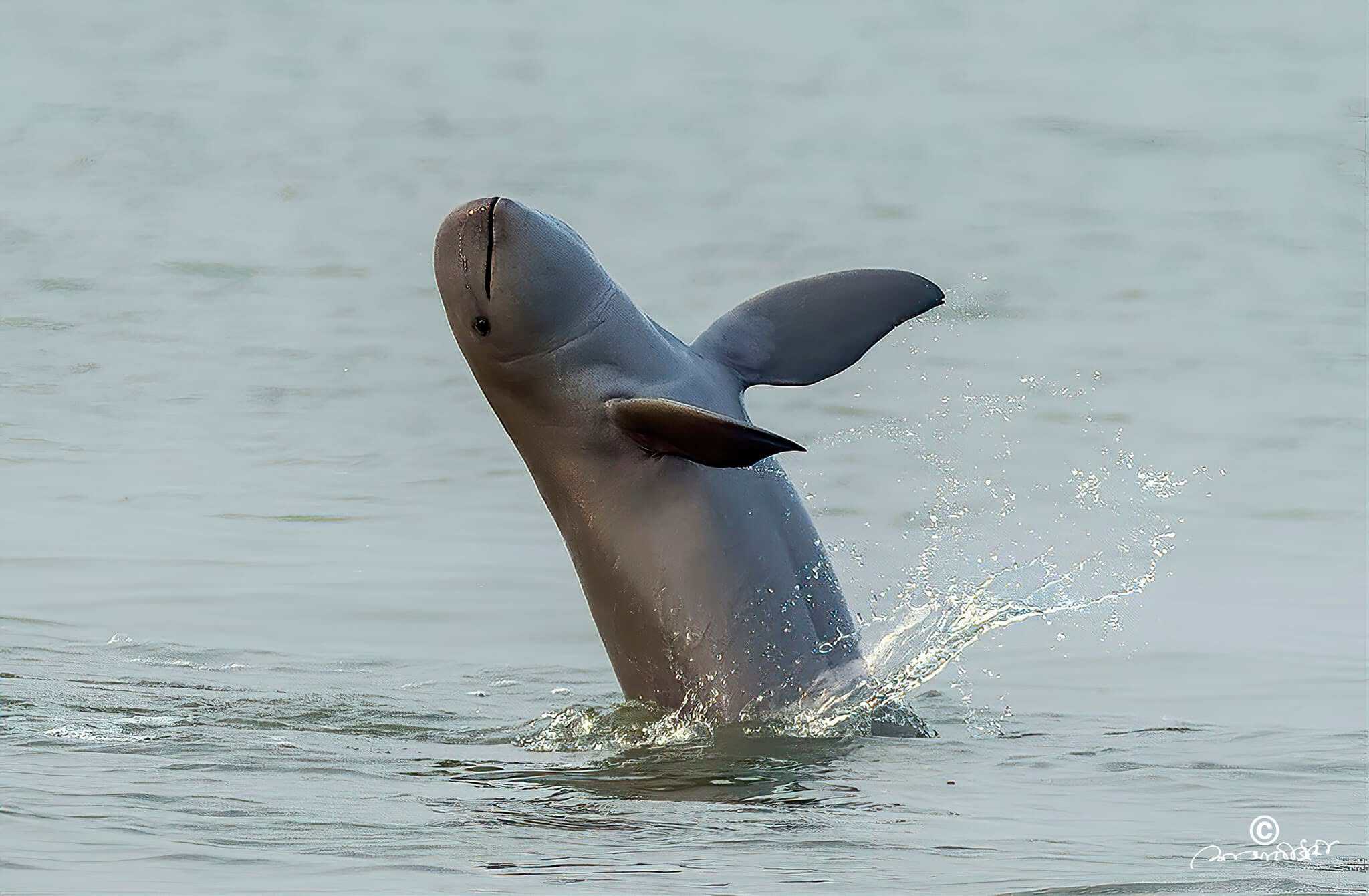 Irrawaddy Dolphin, Sundarban.