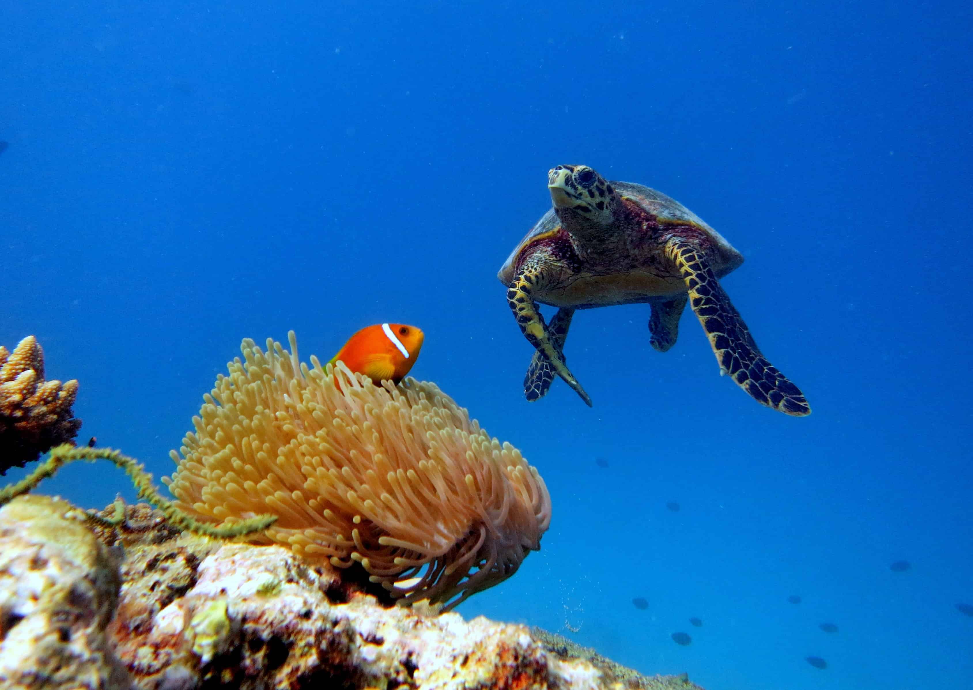 Baa Atoll, Maldives. Image Courtesy: Wikimedia Commons