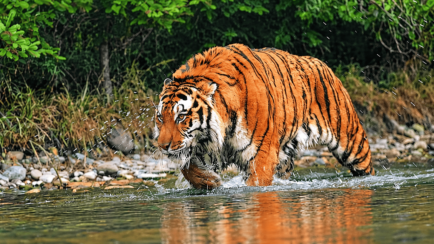 Royal Bengal Tiger, Royal Manas National Park