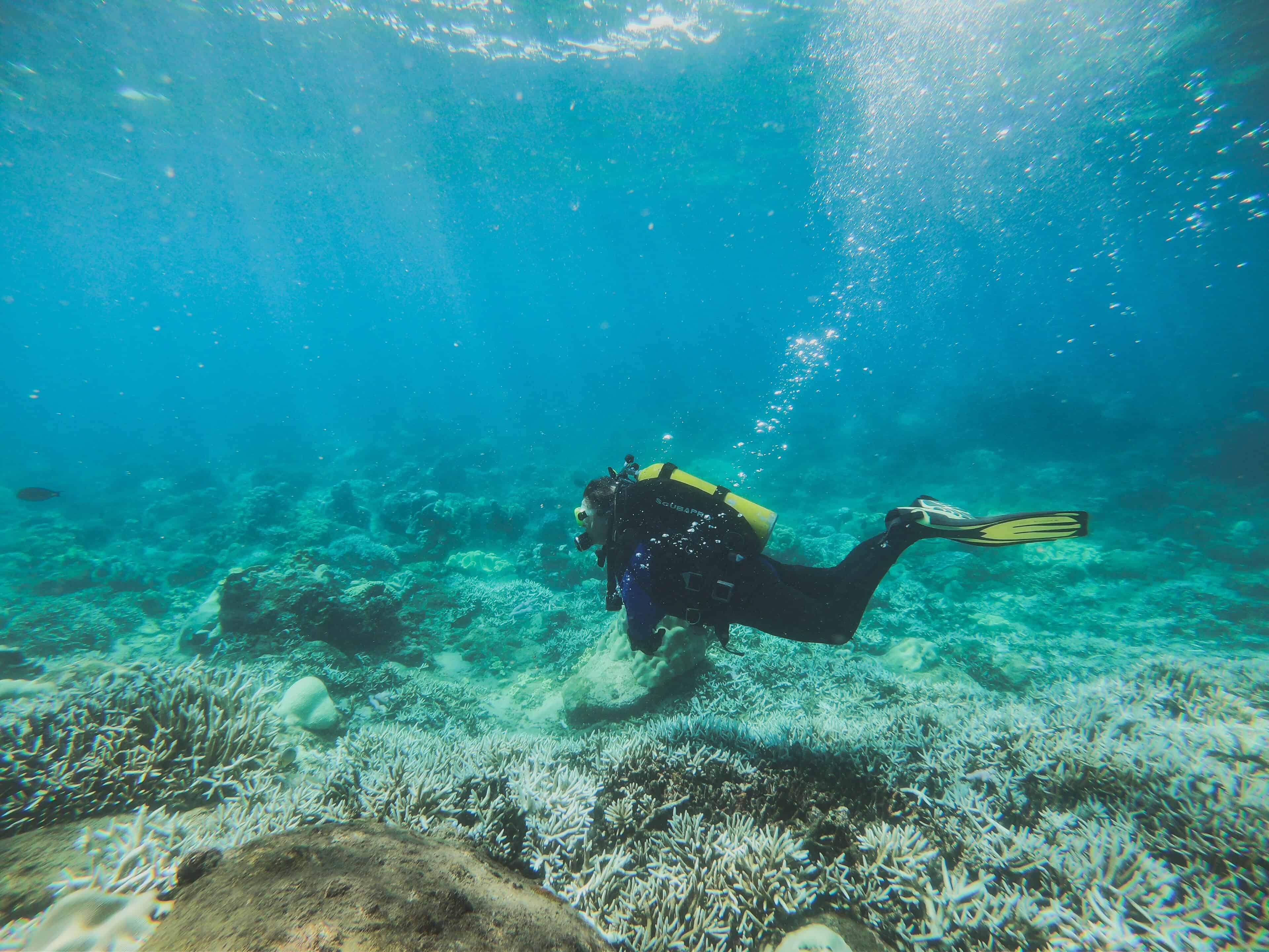 Dive in Pigeon Island. Image Courtesy: Wikimedia Commons