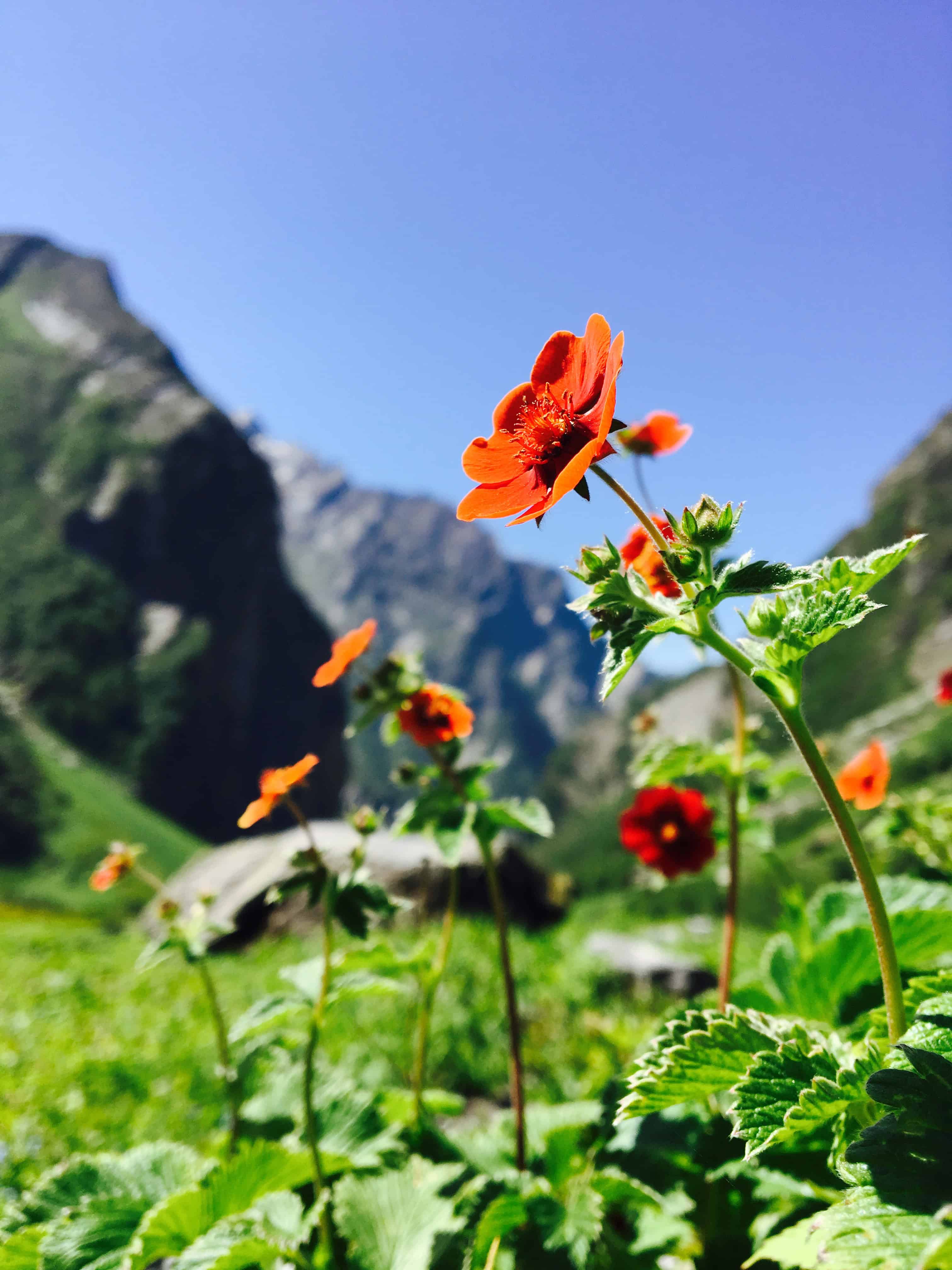 Flowers Blossom at Nanda Devi Valley of Flowers National Park. Image Courtesy: Wikimedia Commons