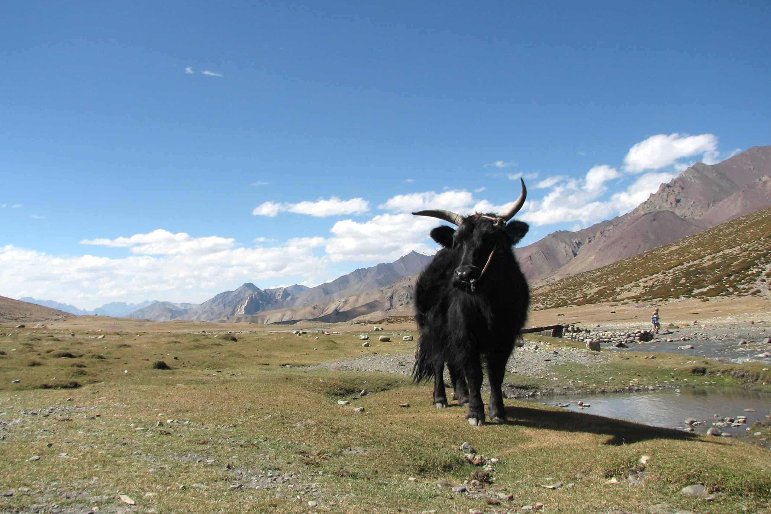 Yak seen at Markha Valley, Ladakh. Image Courtesy: Wikimedia Commons