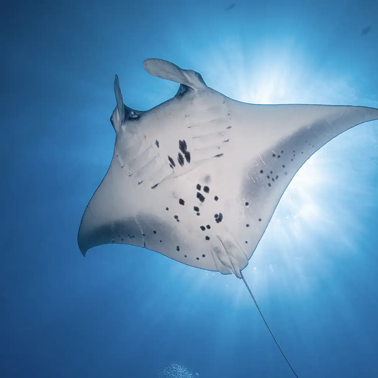 Manta Ray, Baa Atoll Biosphere Reserve.