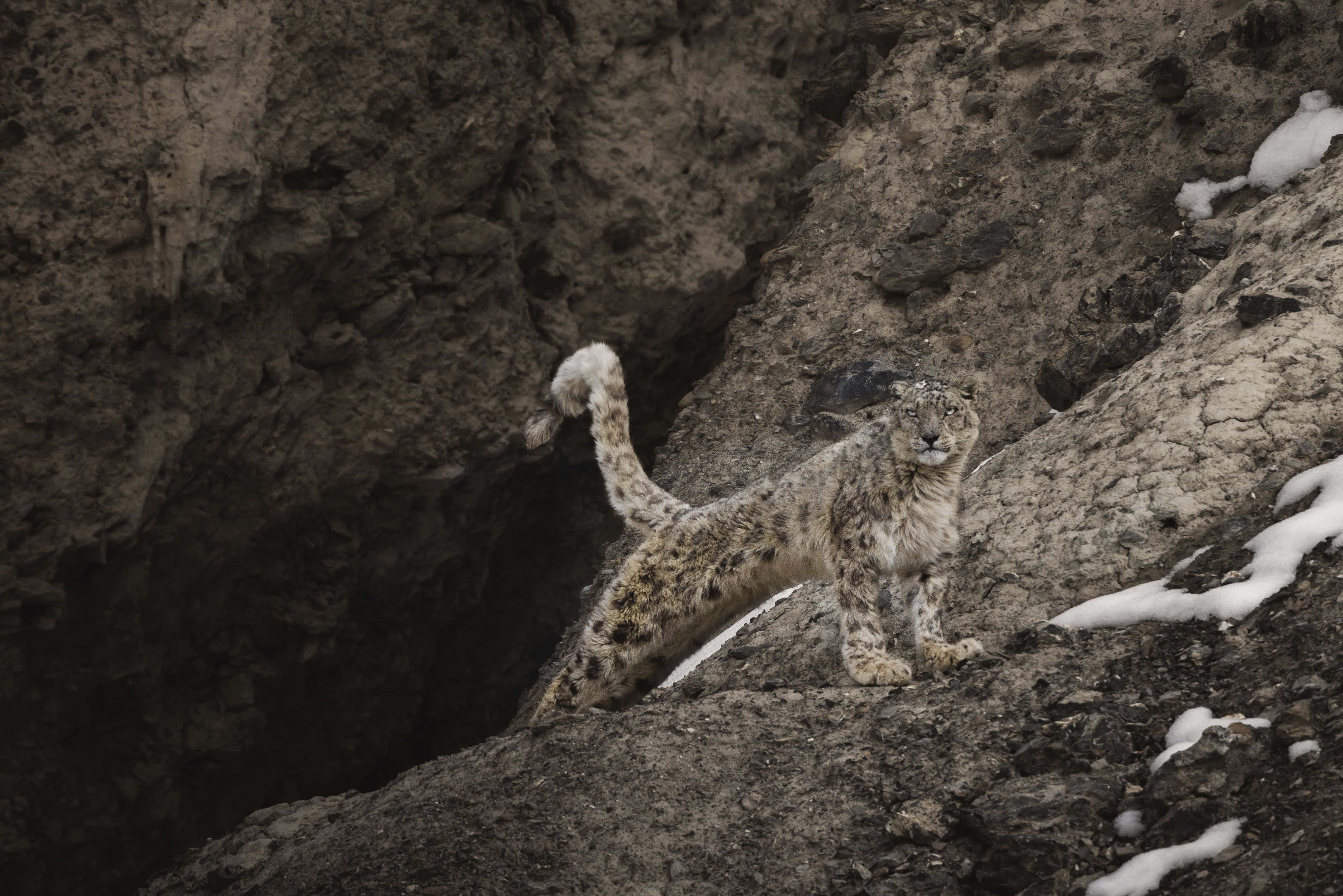 Snow Leopard, Hemis National Park.