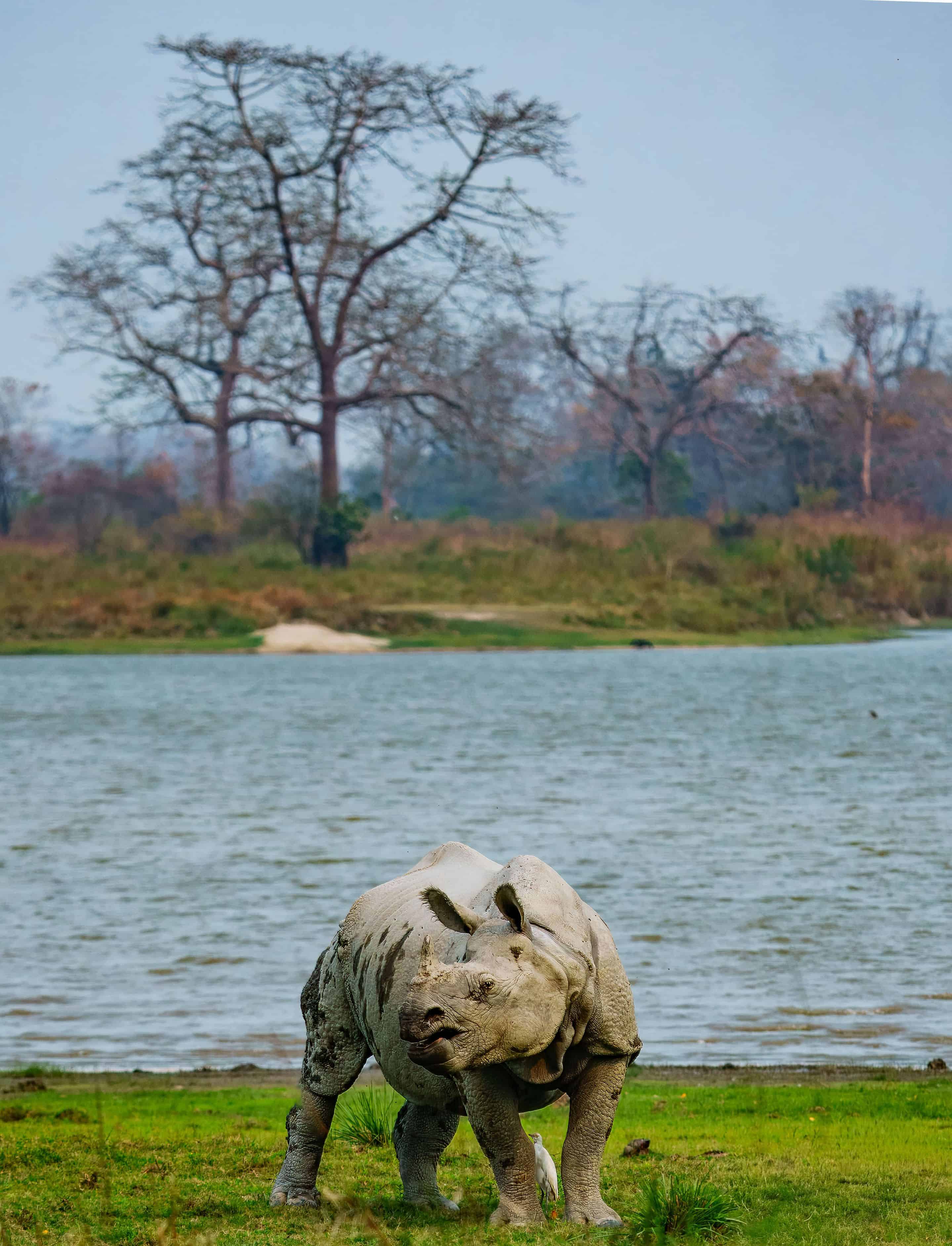 Greater One-Horned Rhinoceros