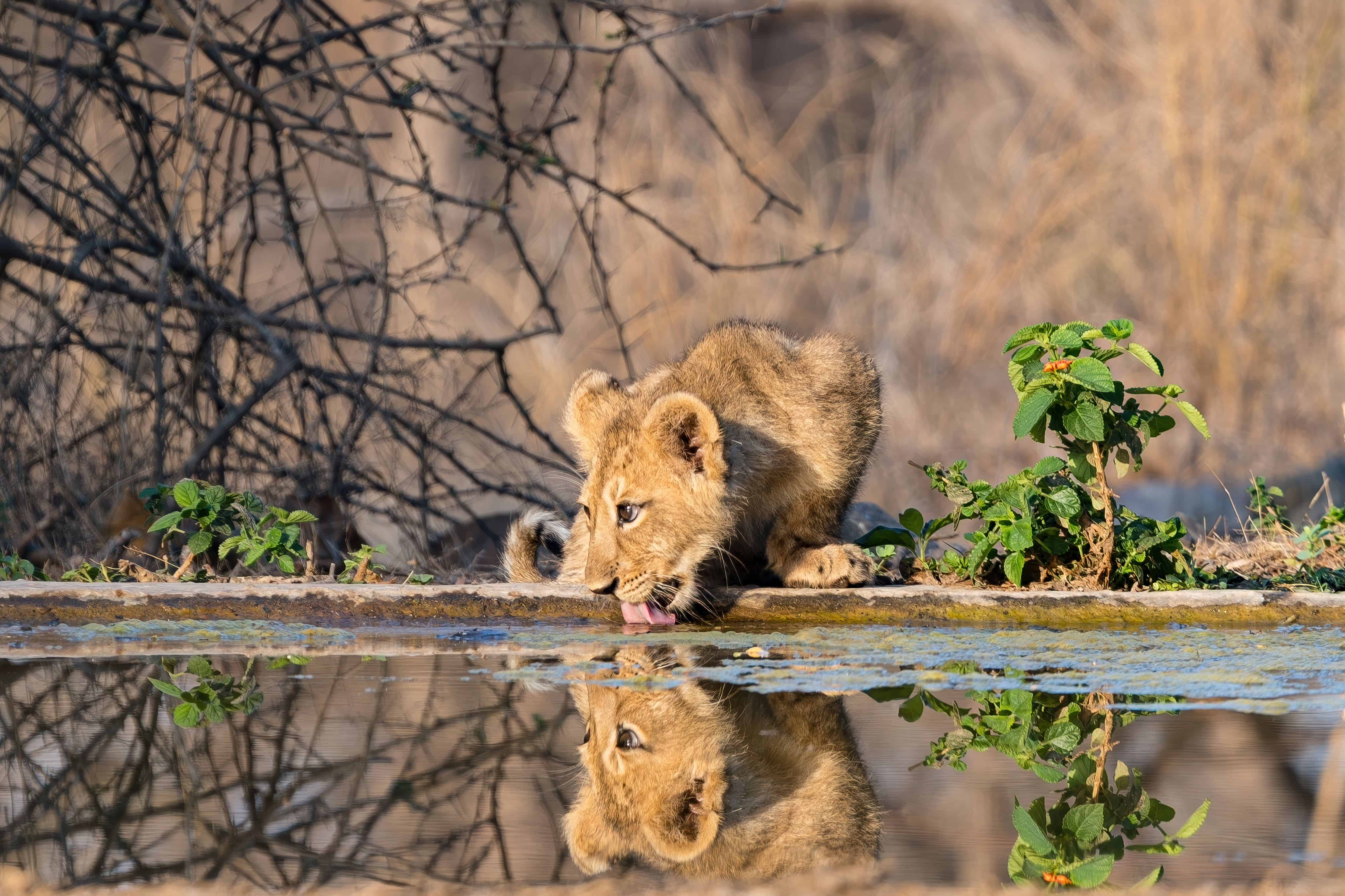 Asiatic Lion, Gir National Park